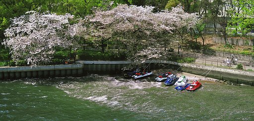 桜吹雪とお縄‥