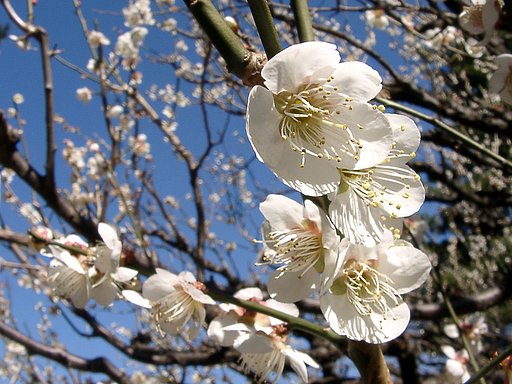 ★ウメの花くらべ-18 高岡の月知梅②