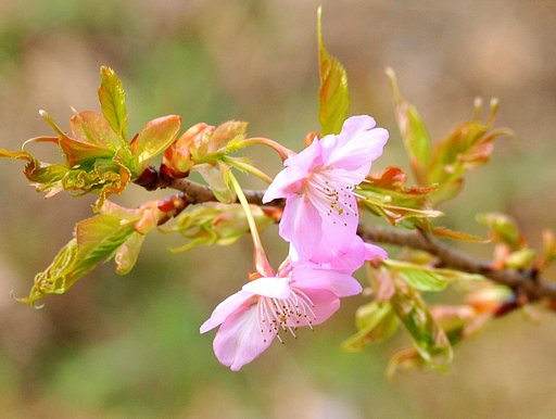 山の公園の河津桜