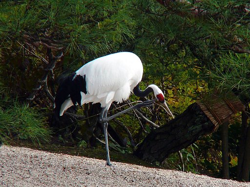 【ザ・ワールド】鳥の世界特別天然記念物