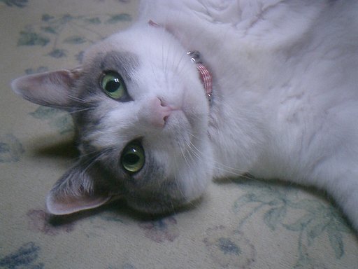 猫の目は宝石