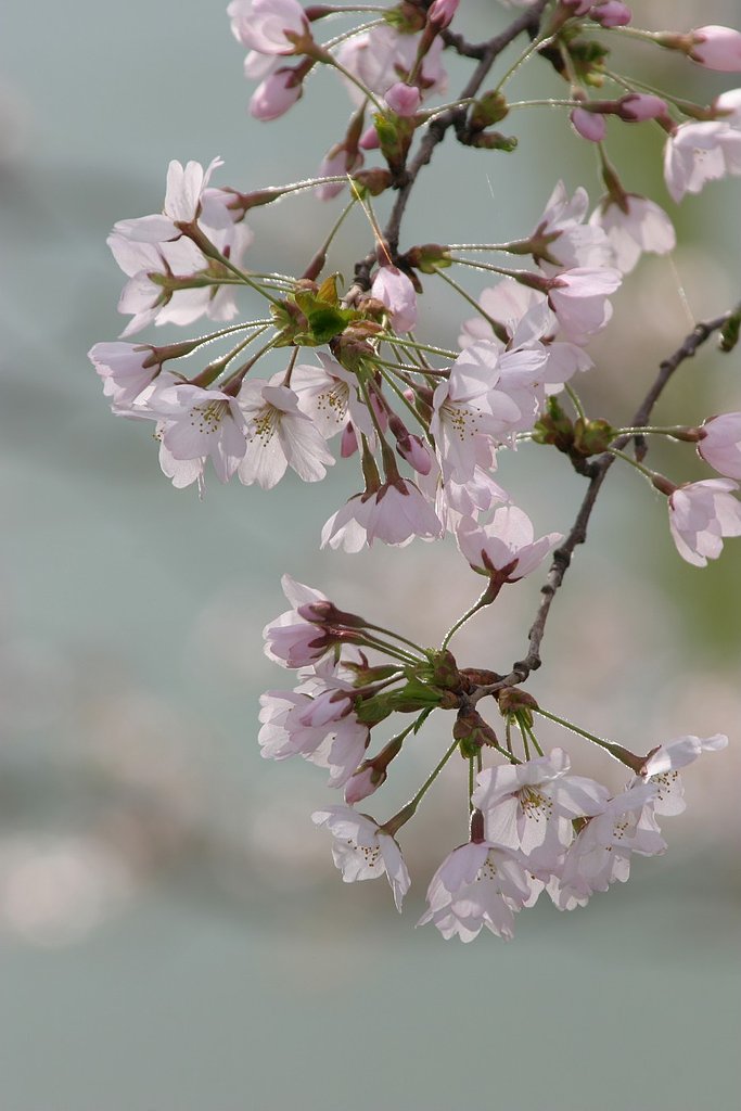 桜咲く