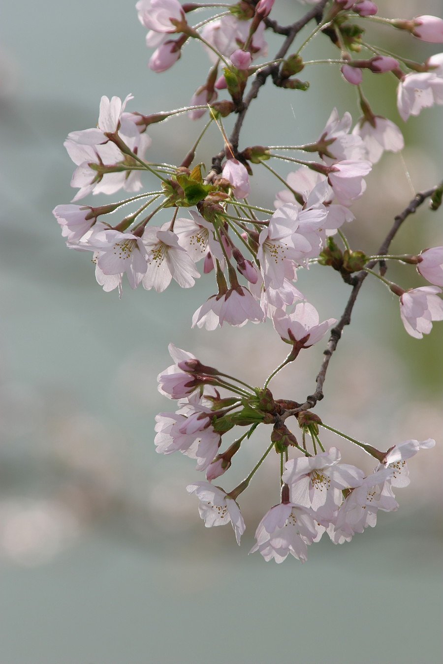 桜咲く
