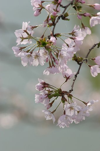 桜咲く