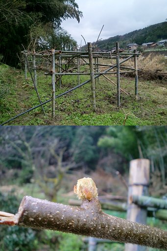キウイの棚と新芽