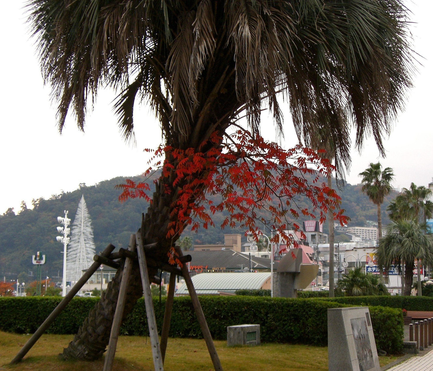 椰子と紅葉