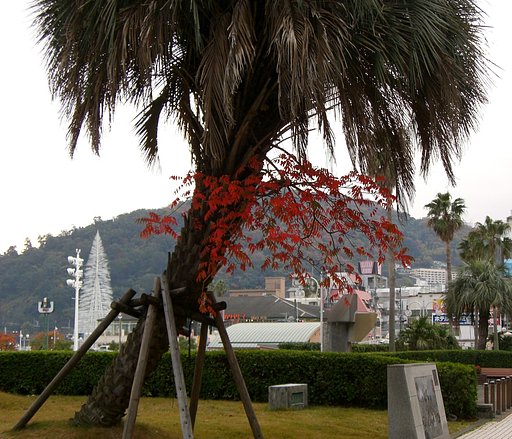 椰子と紅葉