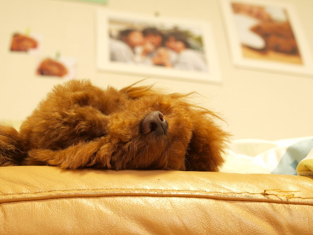 おねむ