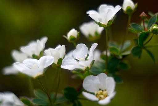 「ザ・ワールド」花の世界