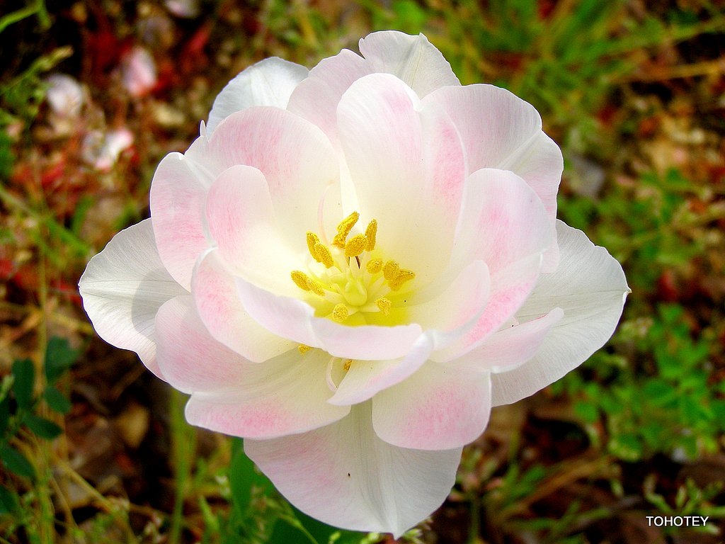 足元にも桜色