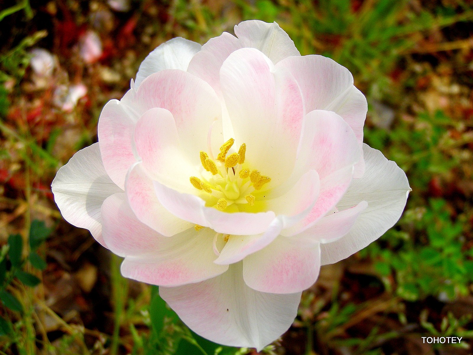 足元にも桜色