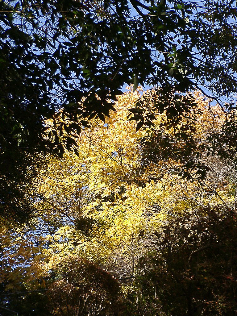 ◆紅葉スケッチ-14 高尾山⑩