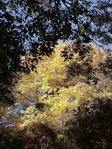 ◆紅葉スケッチ-14 高尾山⑩