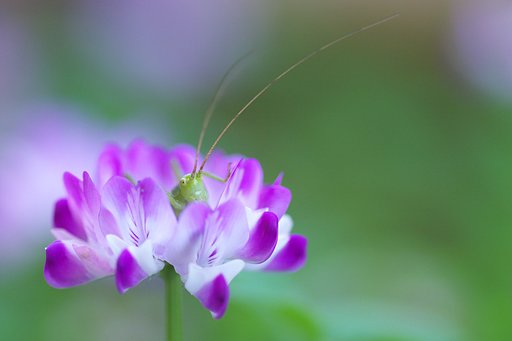 かくれんぼ
