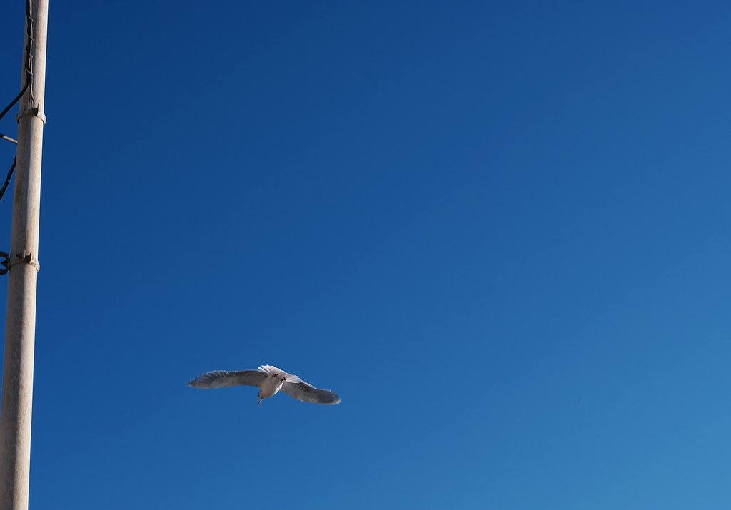 鳥ミング・・・