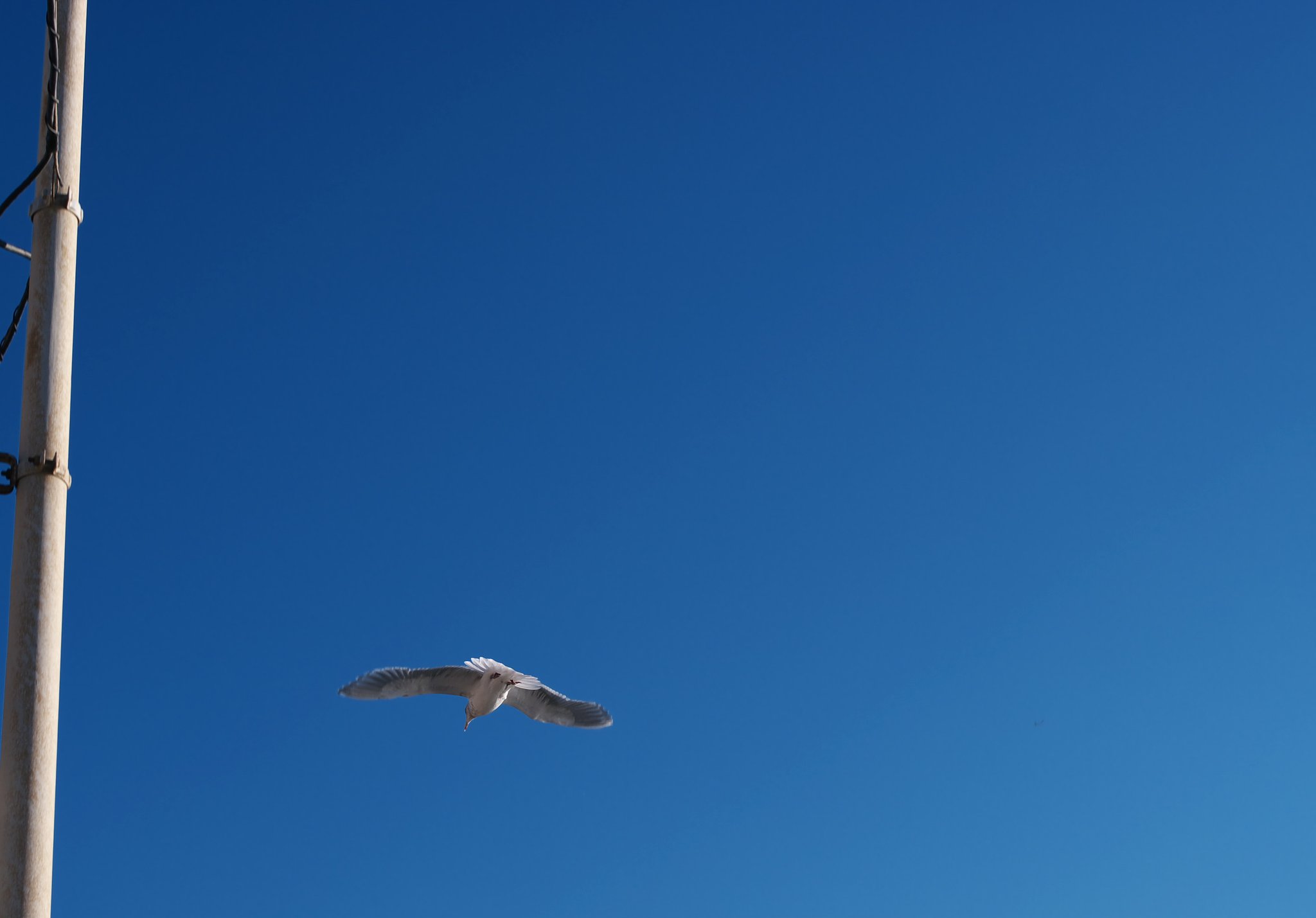 鳥ミング・・・