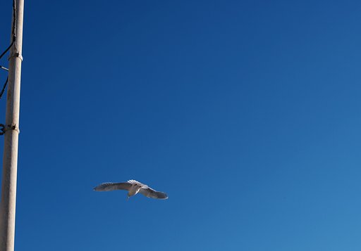 鳥ミング・・・