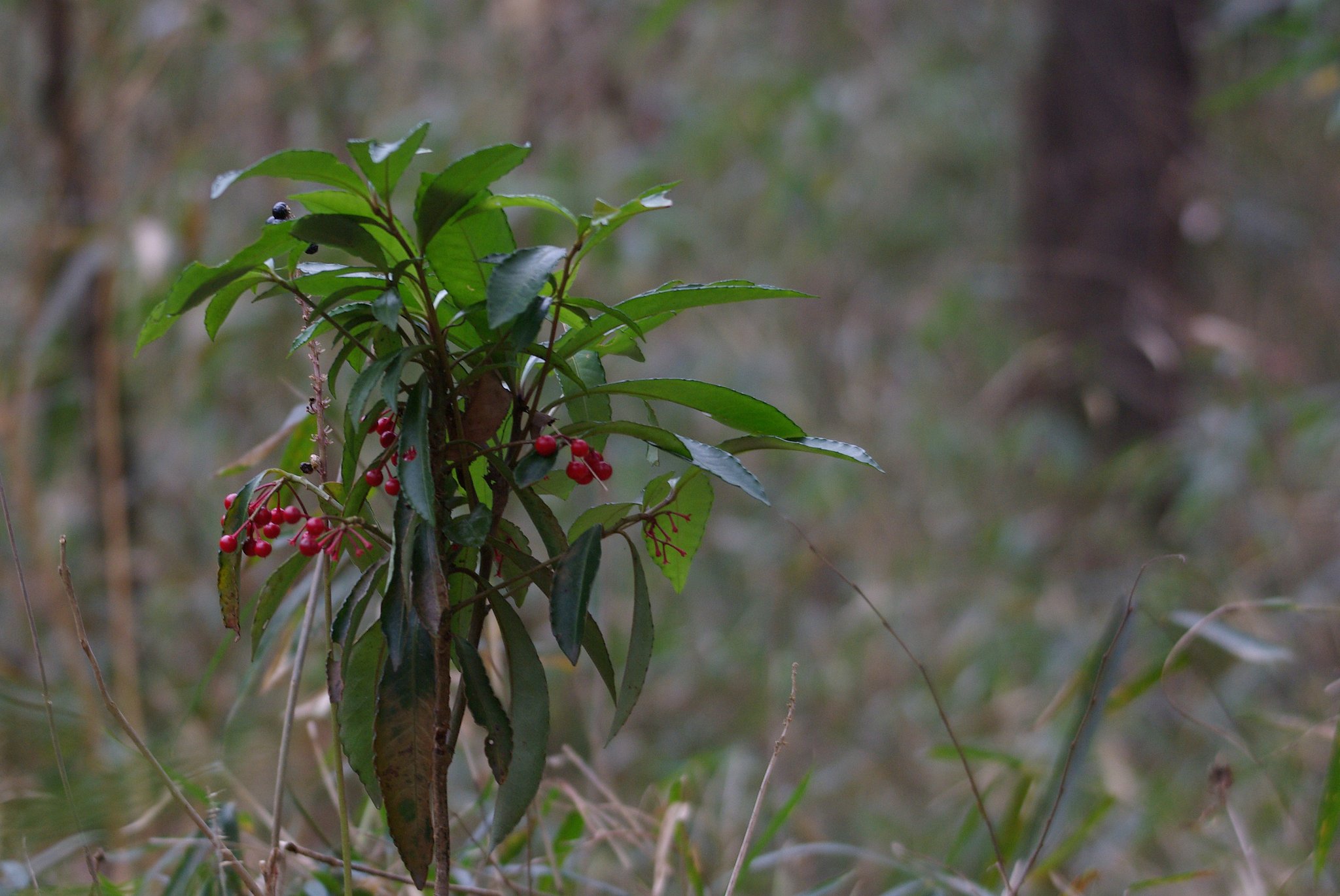 野生のマンリョウ
