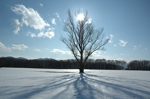 木