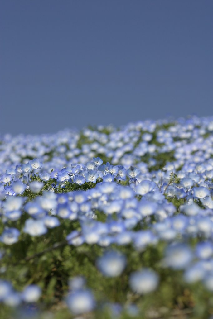 Skyblue