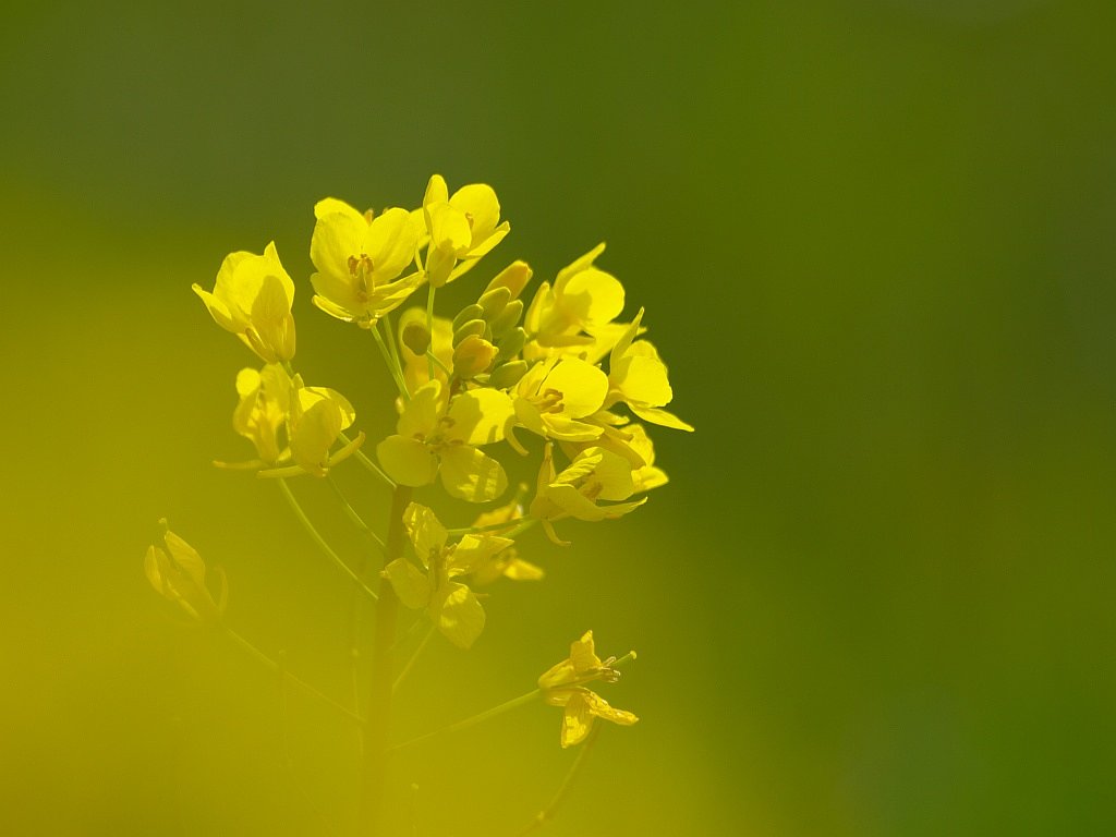 菜の花