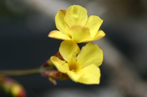 黄梅