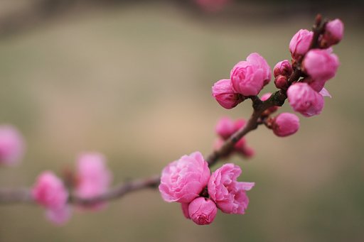 蕾たちの饗宴