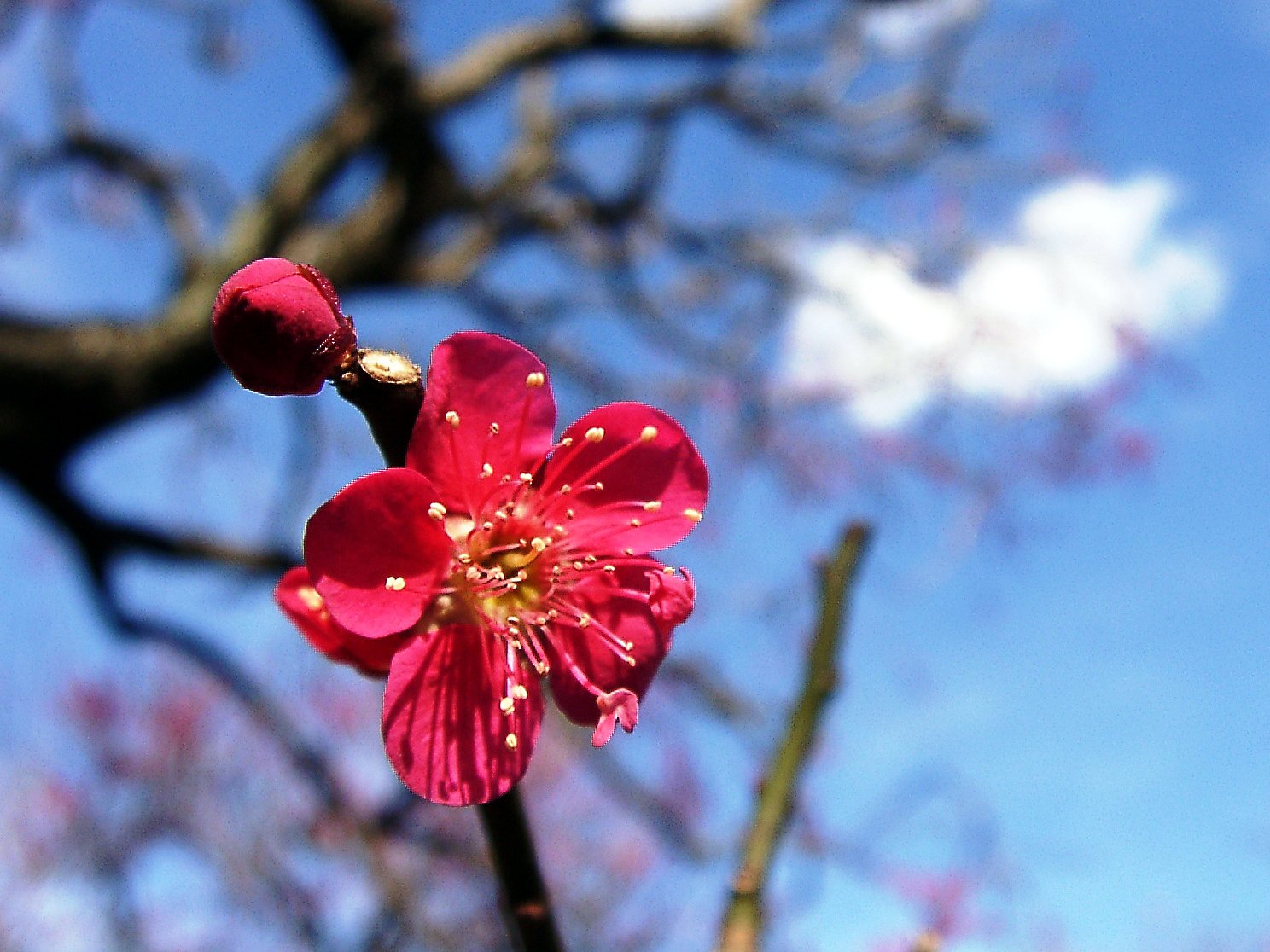 ★ウメの花くらべ-23 紅千鳥