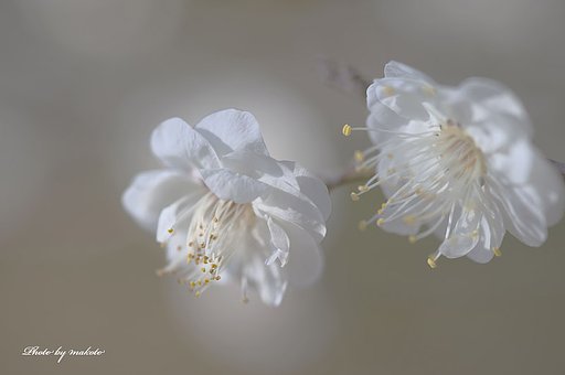 清楚・・
