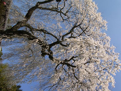 【桜】ここは感動【天益寺】