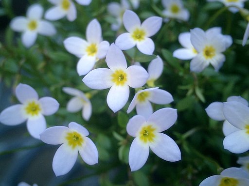 ”ひなそう”の花