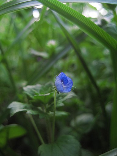 【ザ・ワールド】おチビな野の花・イヌノフグリかな‥