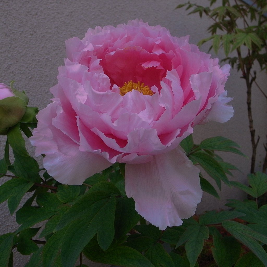 ぼたん（牡丹）