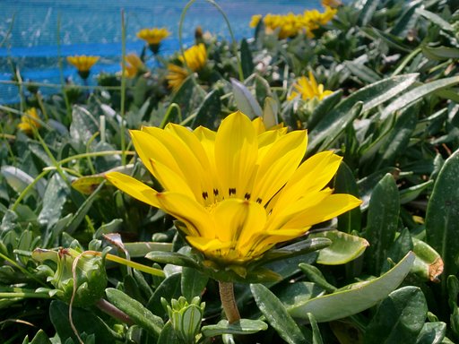 ラッキョウ畑の畦に植えた黄色の花。