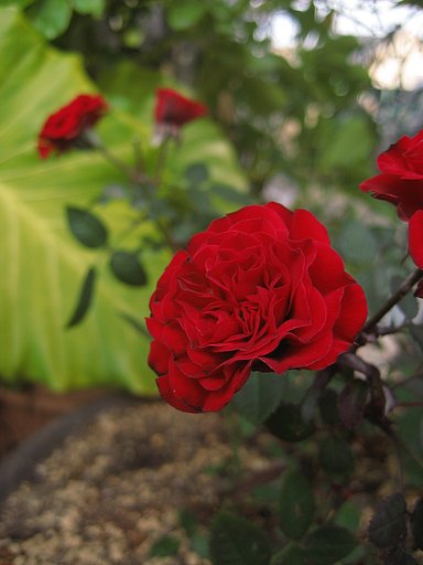 ちっさい薔薇
