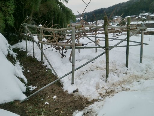 今日もキウイ棚補強