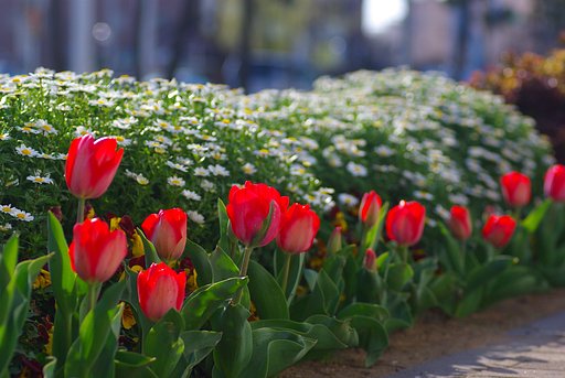 街路の花壇