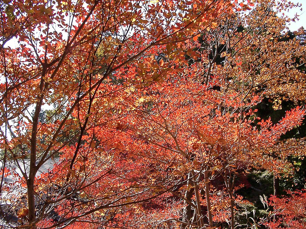 ◆紅葉スケッチ-21 高尾山⑰