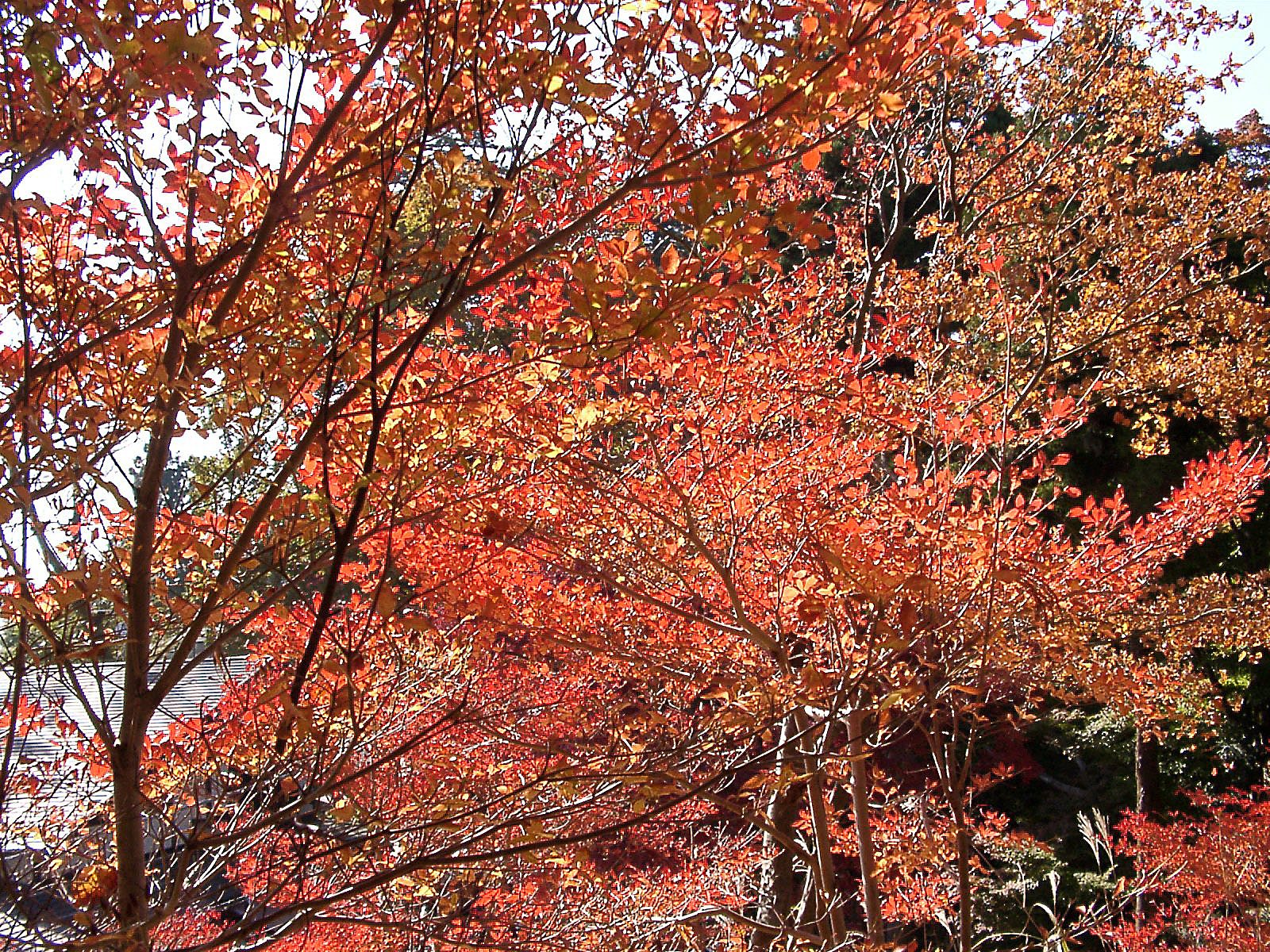 ◆紅葉スケッチ-21 高尾山⑰