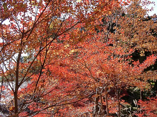 ◆紅葉スケッチ-21 高尾山⑰