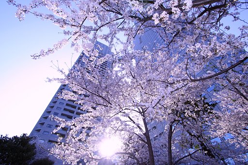 都会の桜。。。