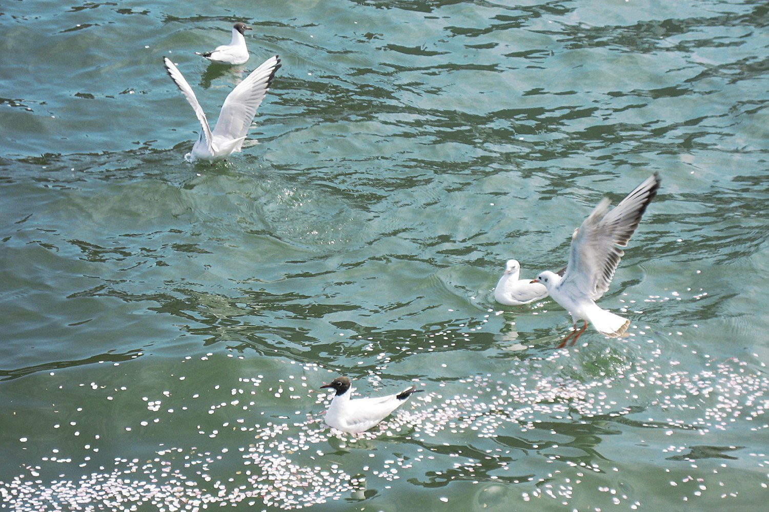 春のカモメ
