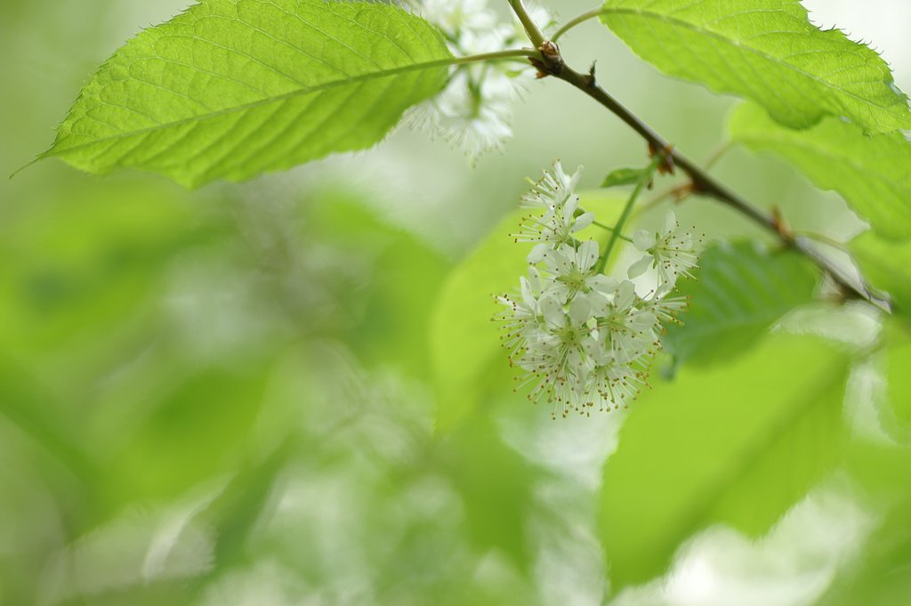 満州桜