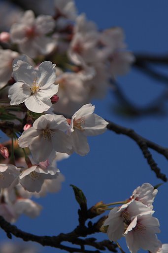 青空に咲く桜（広島桜三部作・その２）