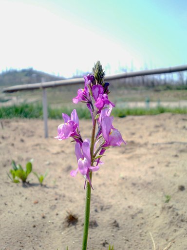 ラッキョウ畑横の紫の花！