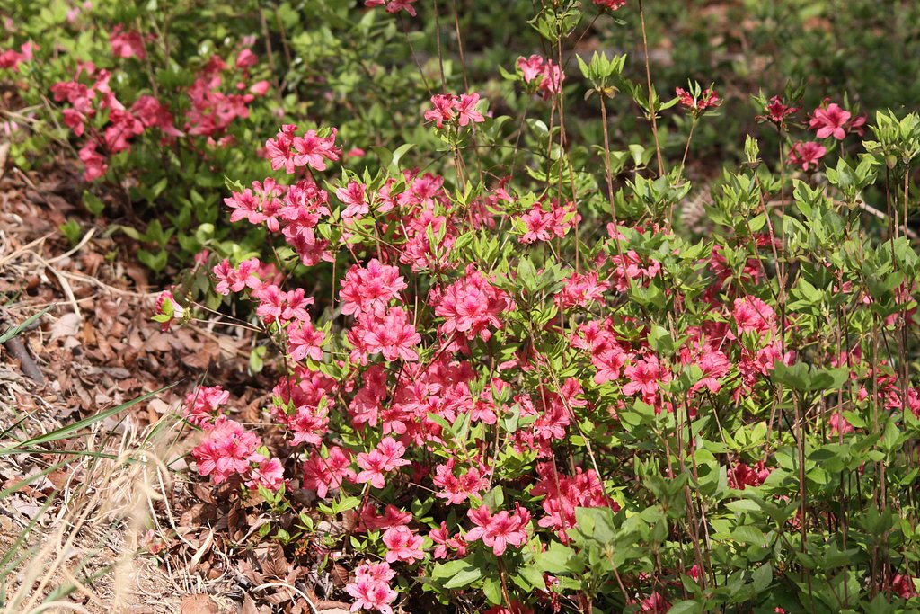 里山の花、ツツジⅡ