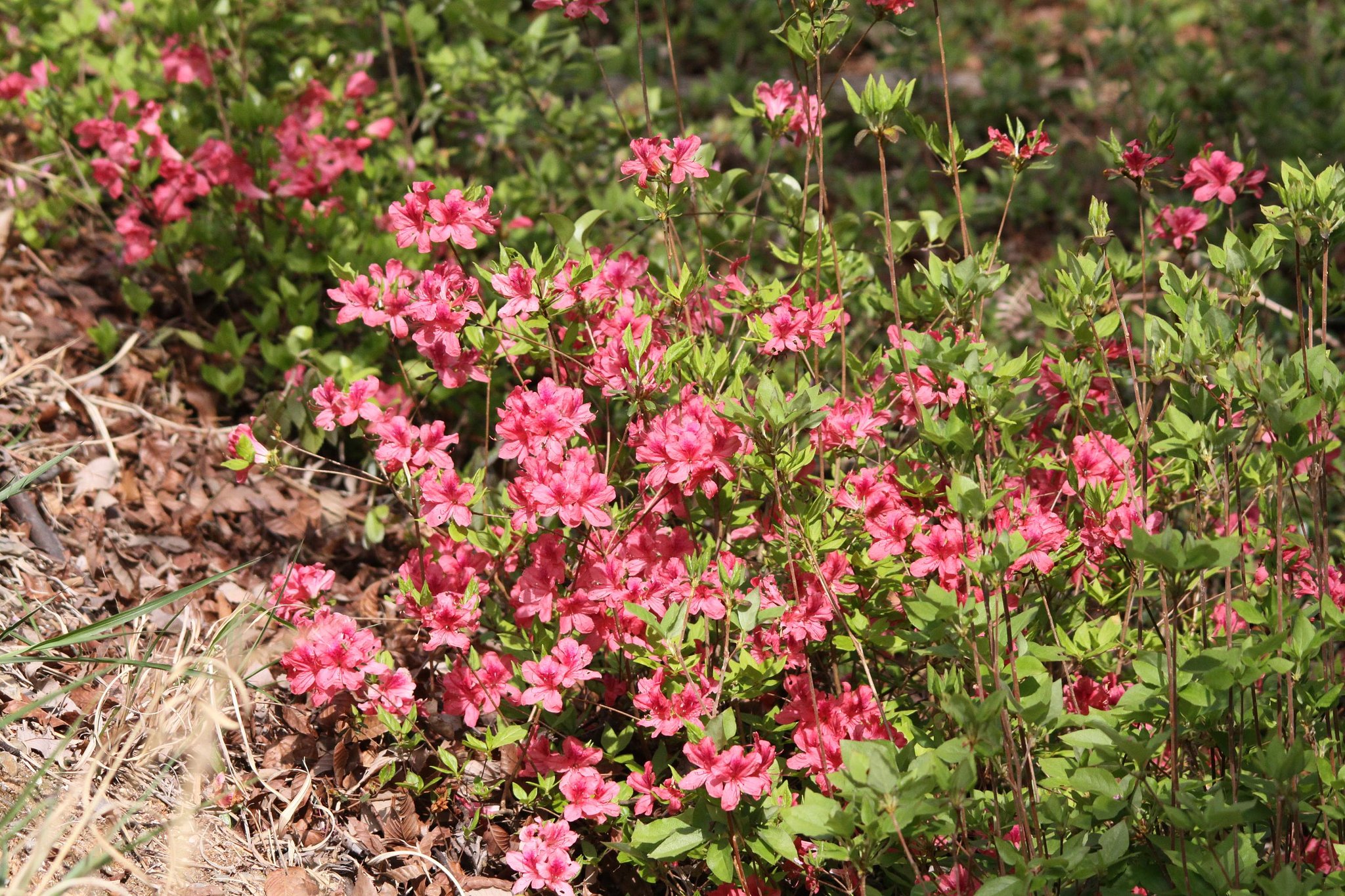 里山の花、ツツジⅡ