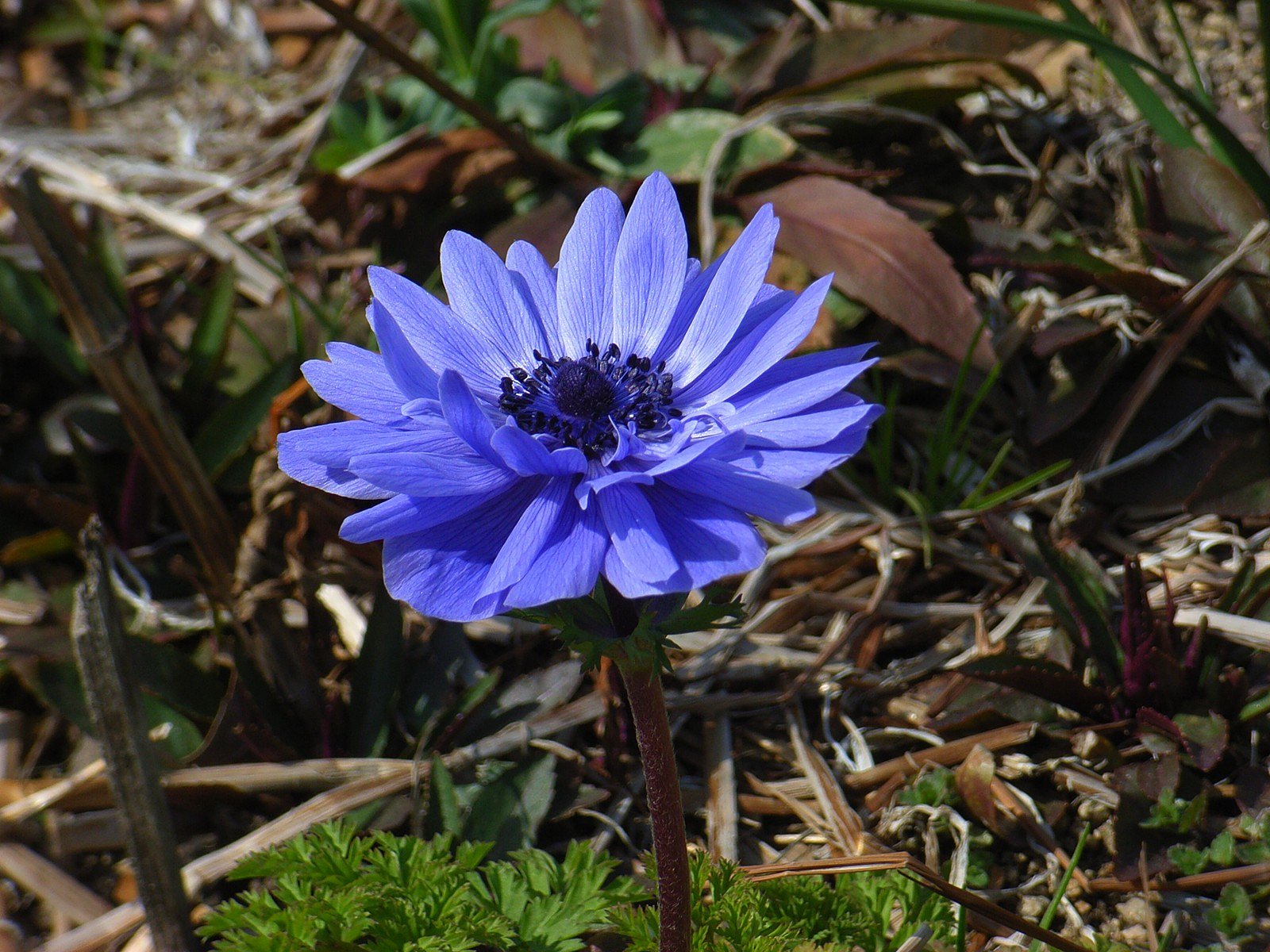花の名は？