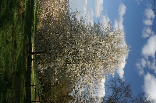 高桜