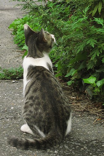 子猫の後姿